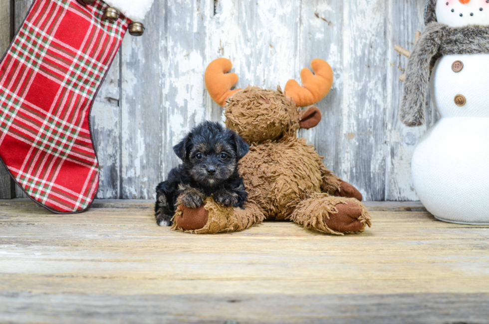 Best Yorkie Poo Baby