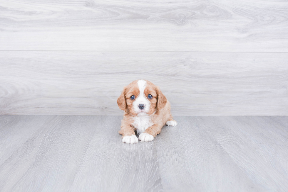 Best Cavalier King Charles Spaniel Baby