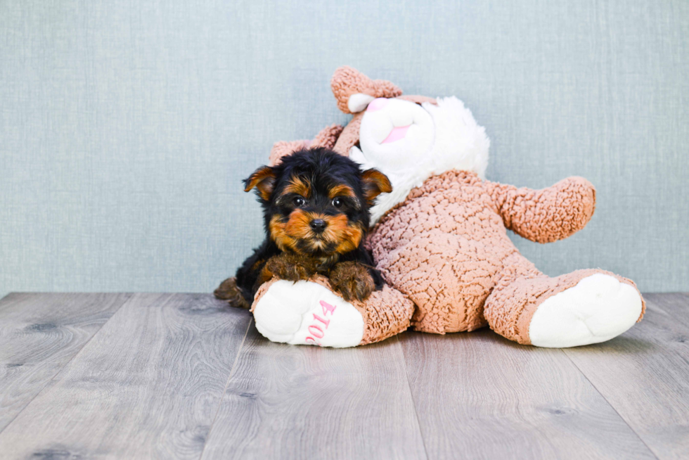 Meet Snickers - our Yorkshire Terrier Puppy Photo 