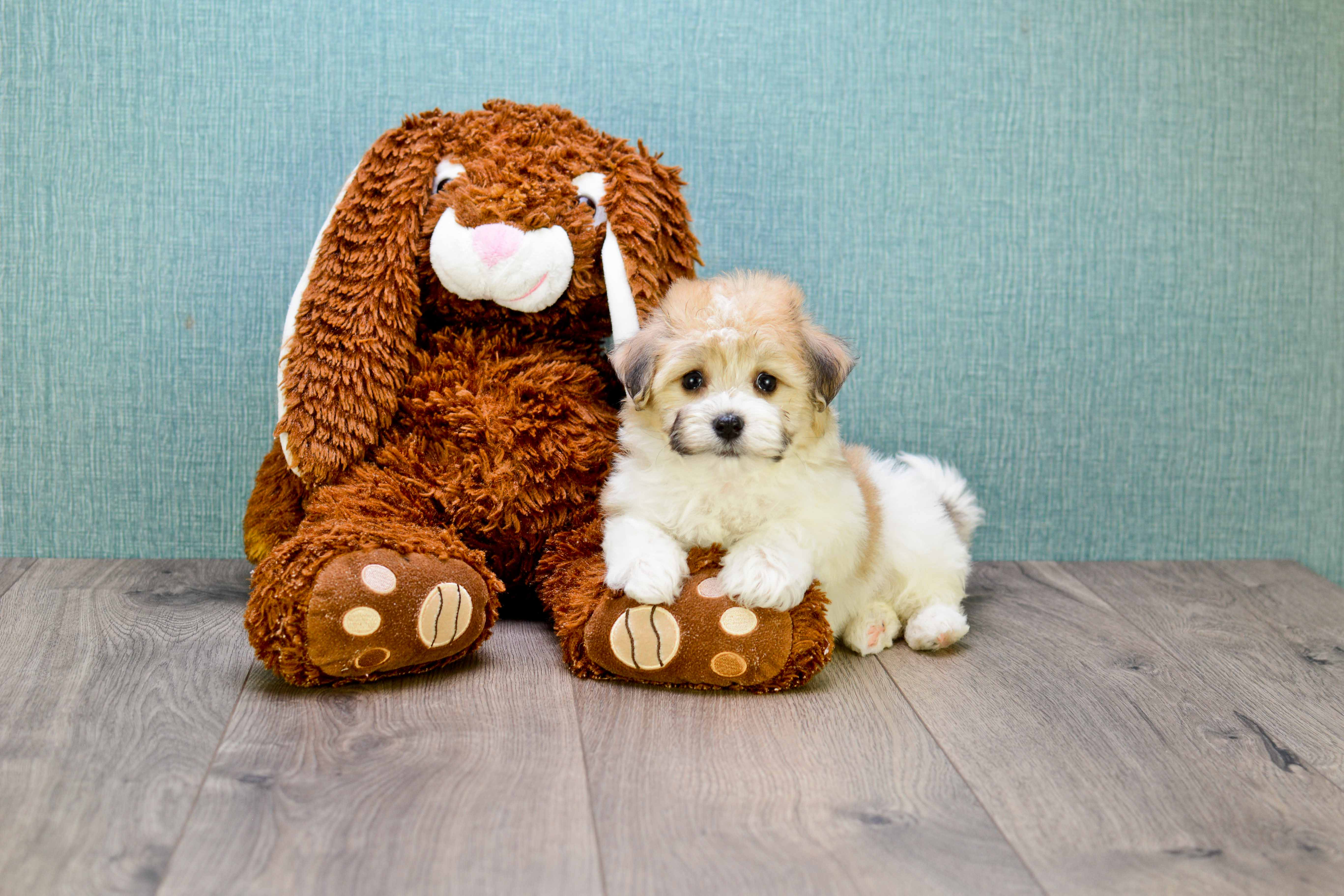 Best Havanese Baby