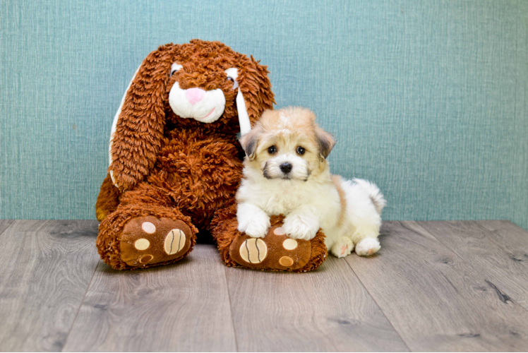 Best Havanese Baby