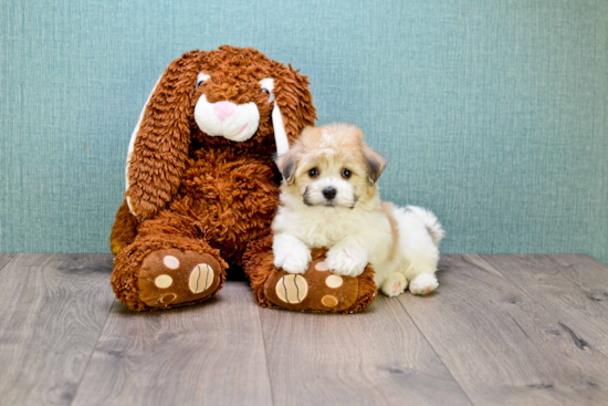 Best Havanese Baby