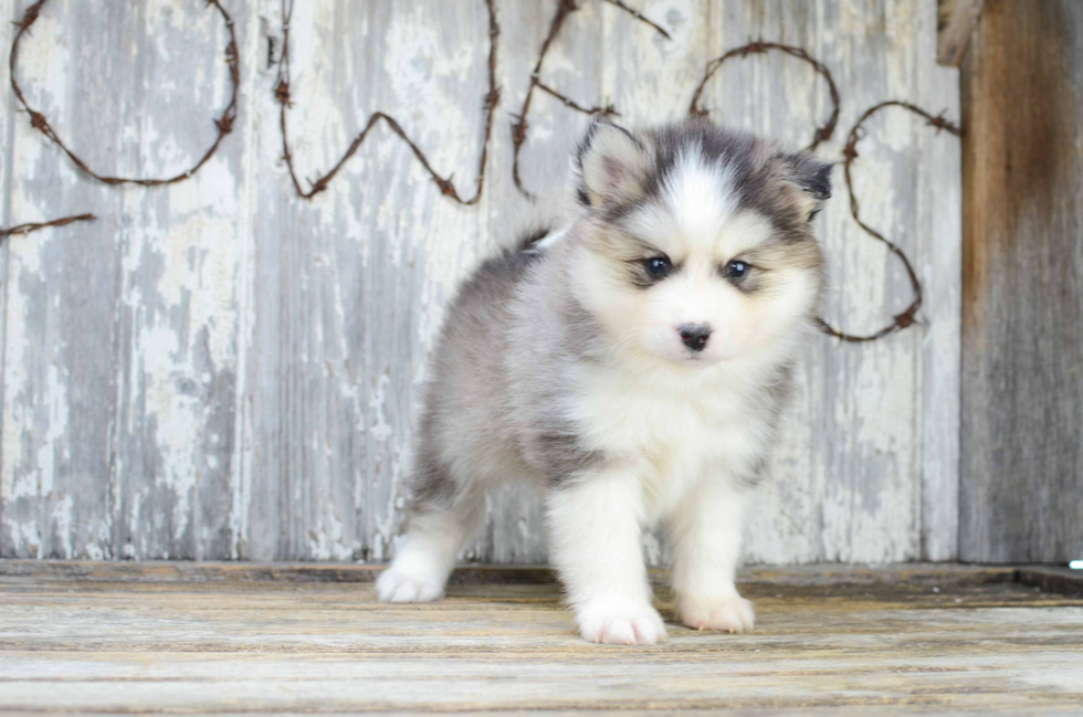 Pomsky Pup Being Cute