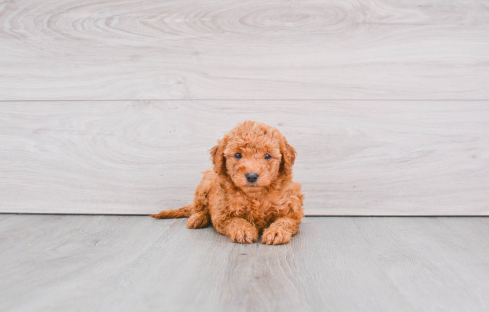 Cute Mini Goldendoodle Baby