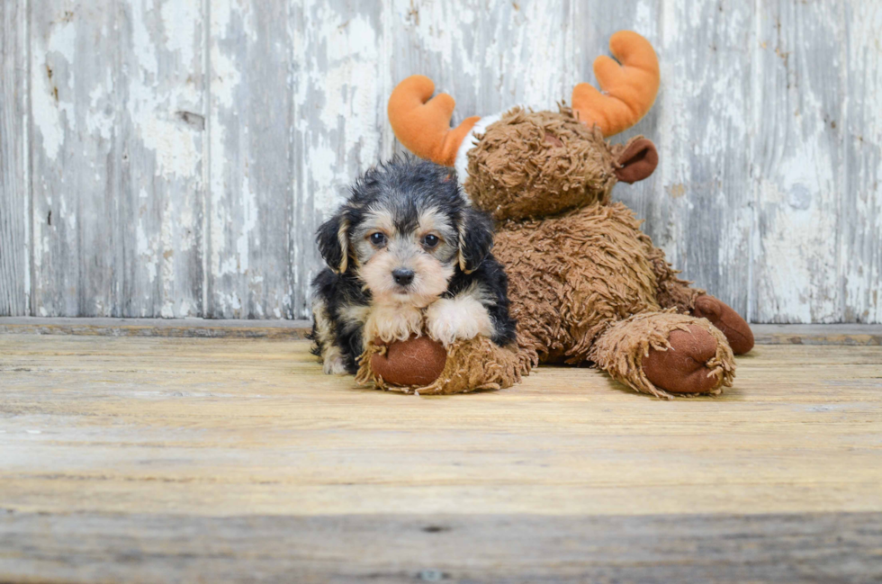 Yorkie Poo Puppy for Adoption