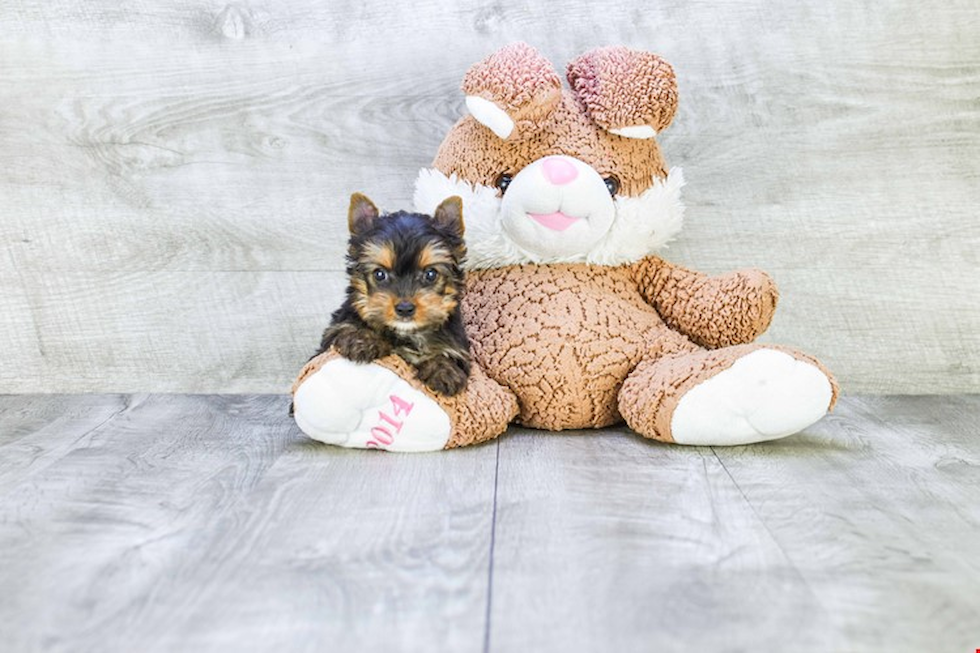 Meet Capone - our Yorkshire Terrier Puppy Photo 