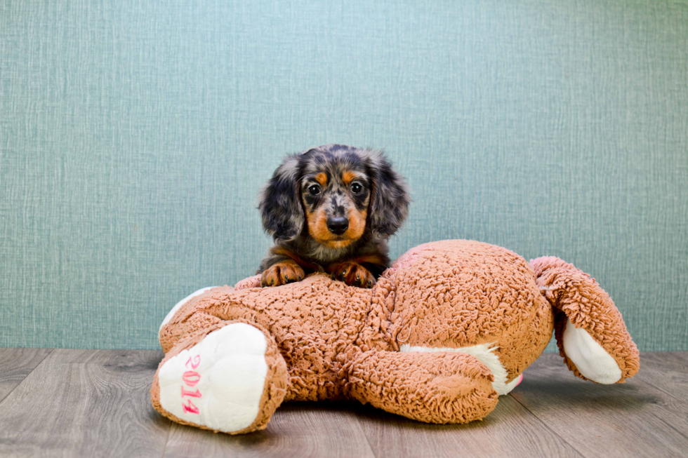 Dachshund Pup Being Cute