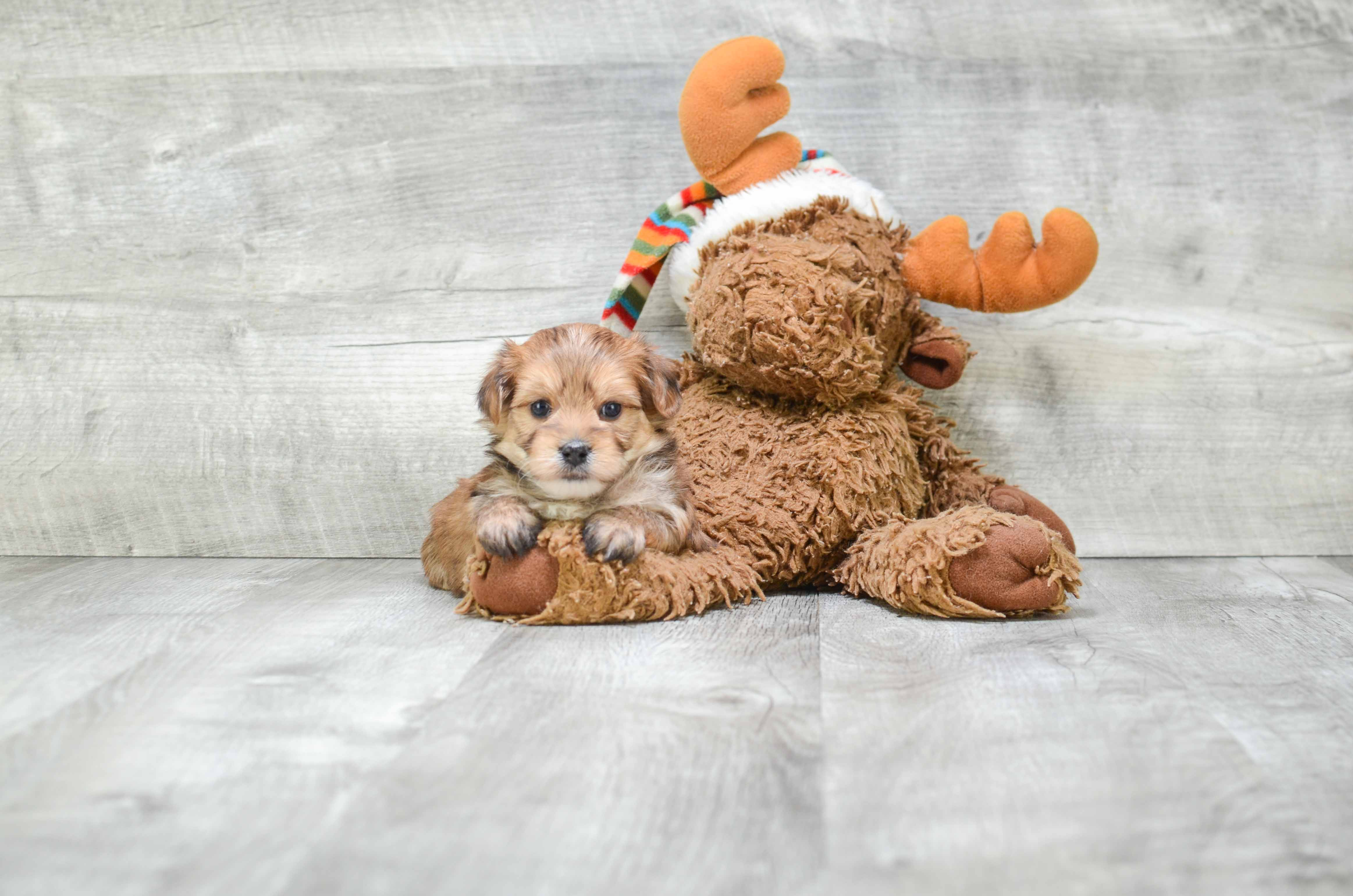 Morkie Pup Being Cute
