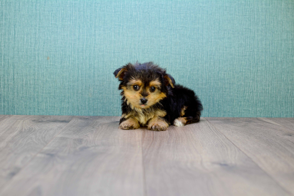 Cute Yorkie Pom Baby