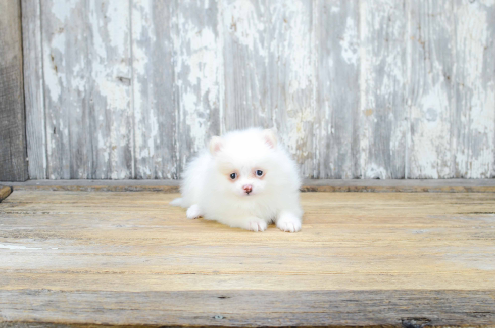 Funny Pomeranian Baby