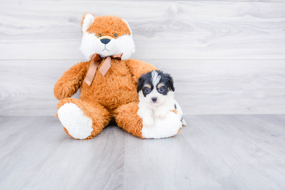 Cute Cavachon Baby