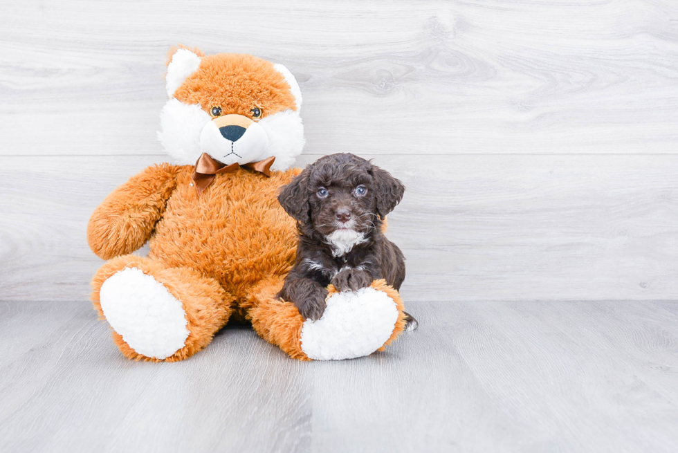 Mini Goldendoodle Pup Being Cute