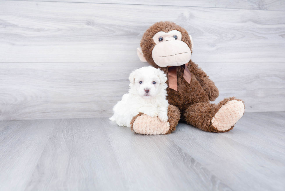 Cute Maltipoo Baby