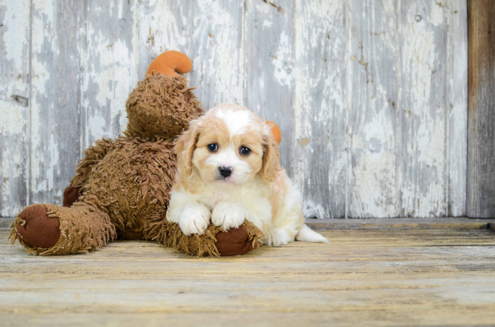 Energetic Cavalier Designer Puppy