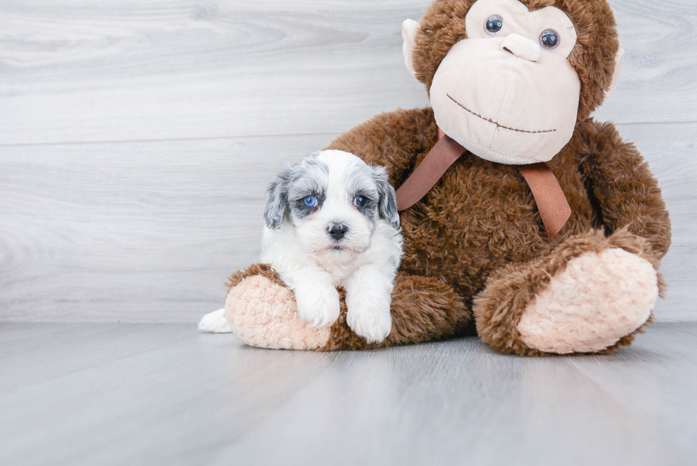 Fluffy Shih Poo Poodle Mix Pup