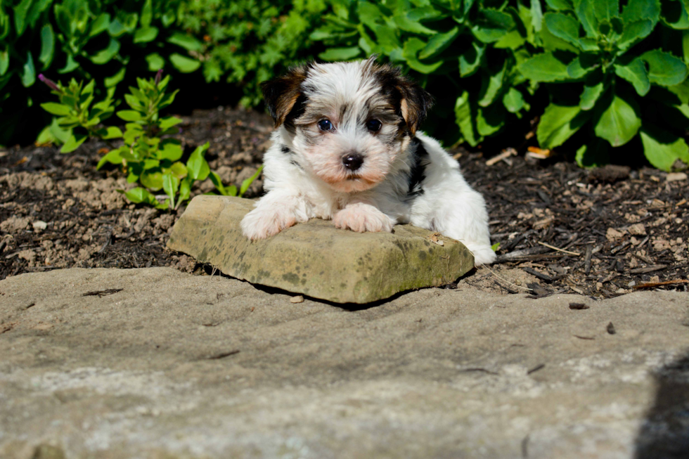 Adorable Yorkie Designer Puppy