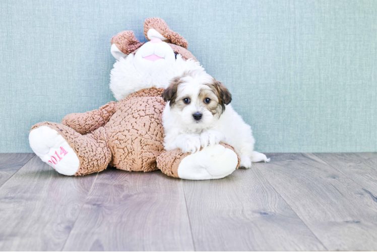 Small Havanese Baby