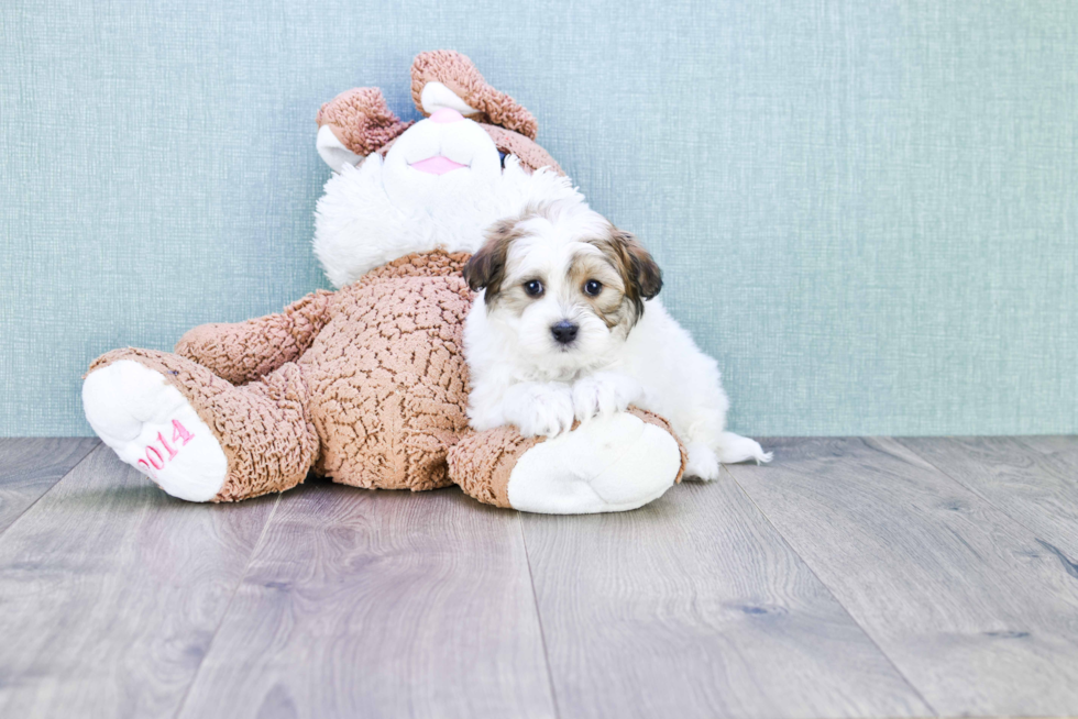 Small Havanese Baby