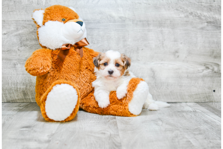 Teddy Bear Pup Being Cute