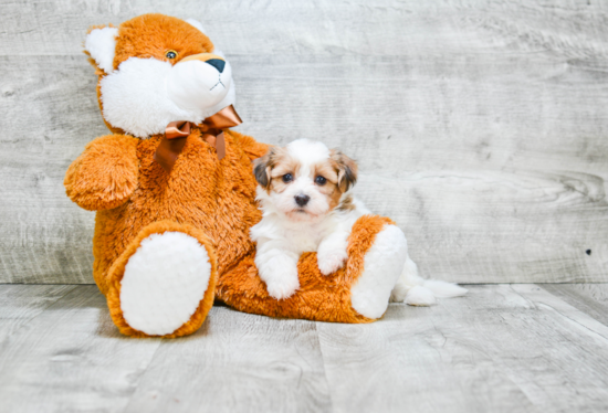 Teddy Bear Pup Being Cute