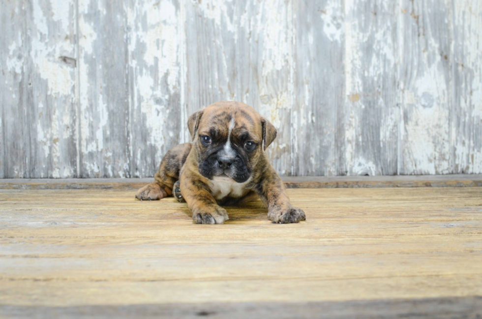 Best English Bulldog Baby