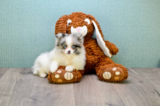 Akc Registered Pomeranian Baby