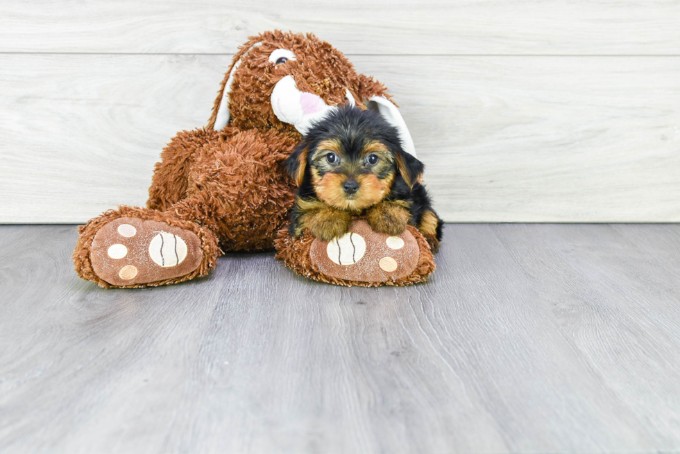 Meet Izzie - our Yorkshire Terrier Puppy Photo 