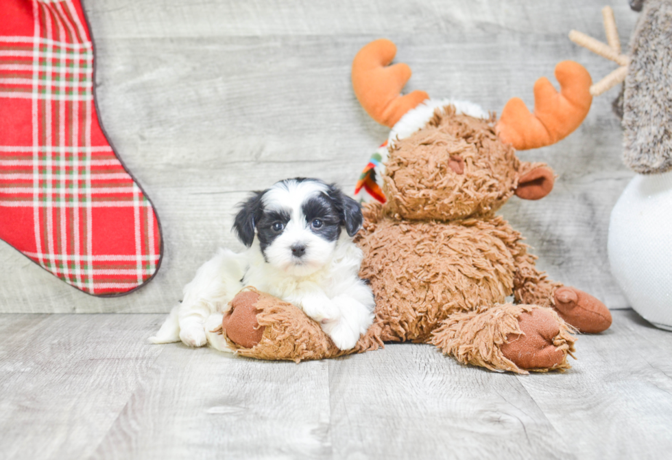 Best Havanese Baby