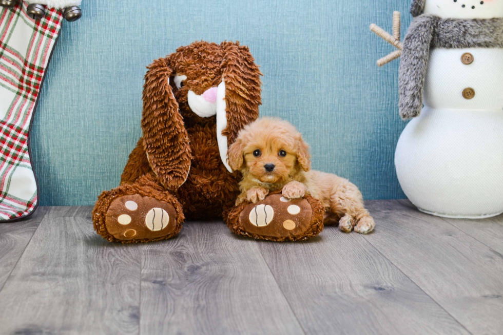 Best Cavapoo Baby