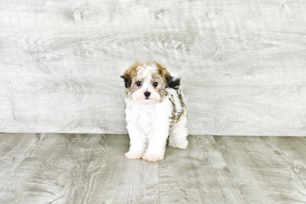 Hypoallergenic Havanese Baby