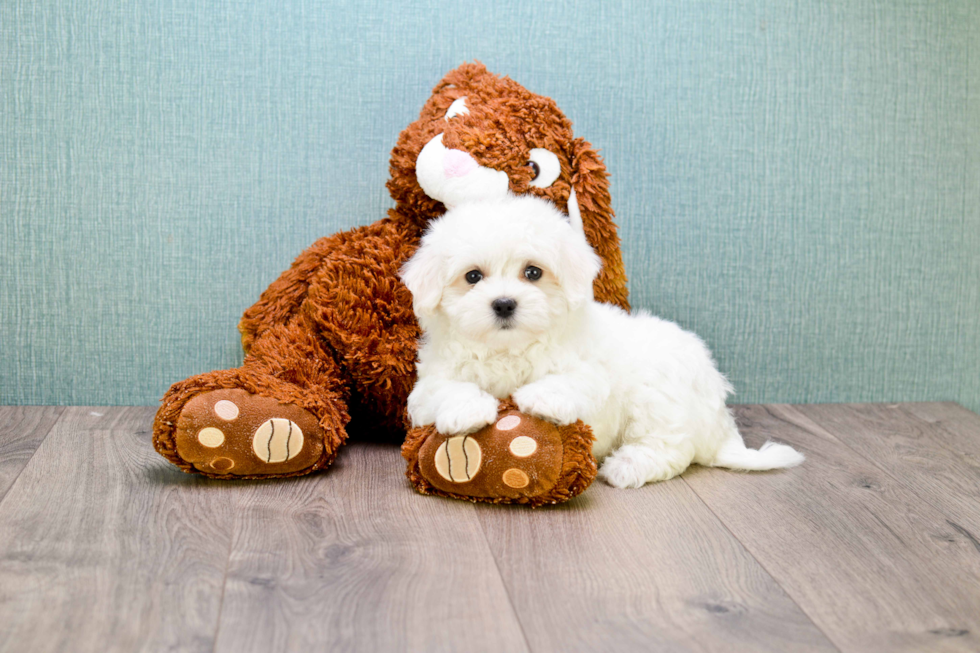 Funny Maltipoo Poodle Mix Pup