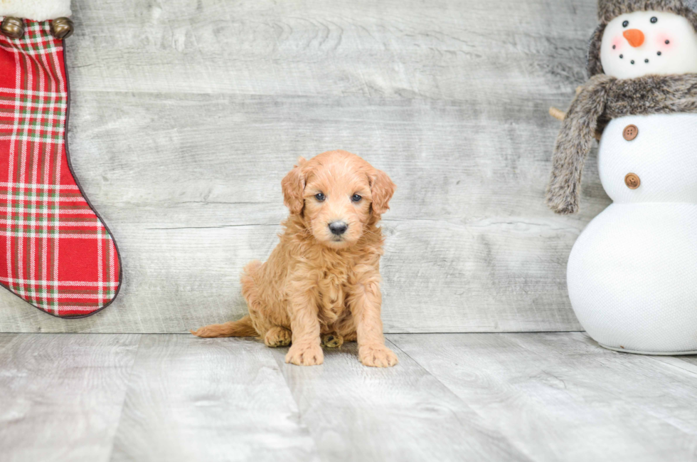 Sweet Mini Goldendoodle Baby