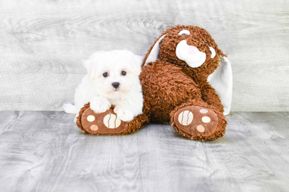 Friendly Maltese Baby