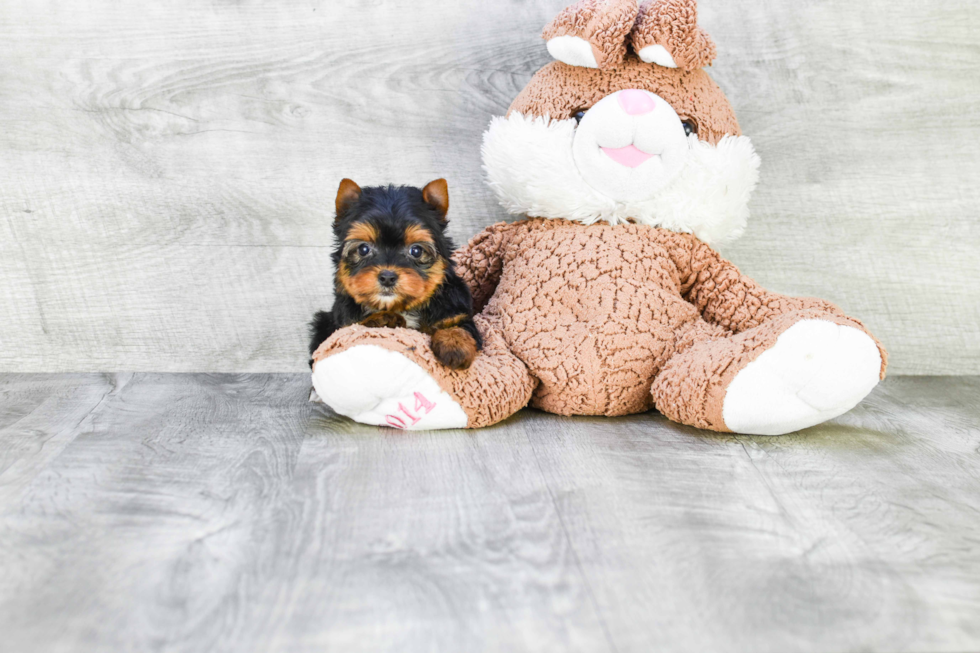 Meet Ronaldo - our Yorkshire Terrier Puppy Photo 