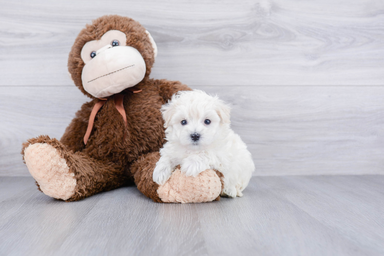 Little Maltepoo Poodle Mix Puppy