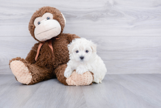 Little Maltepoo Poodle Mix Puppy