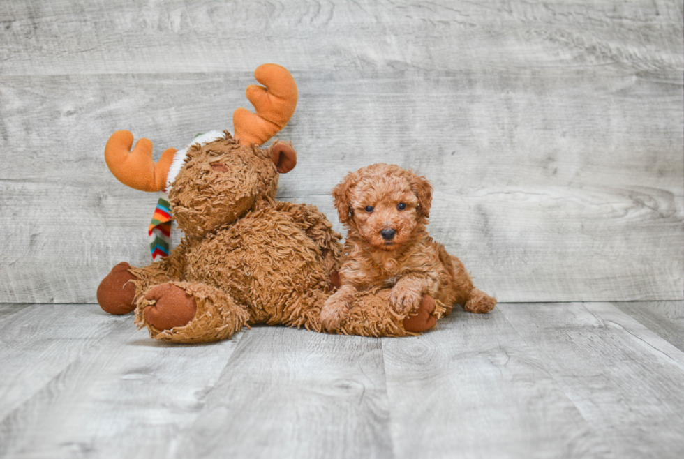 Fluffy Pudle Purebred Puppy