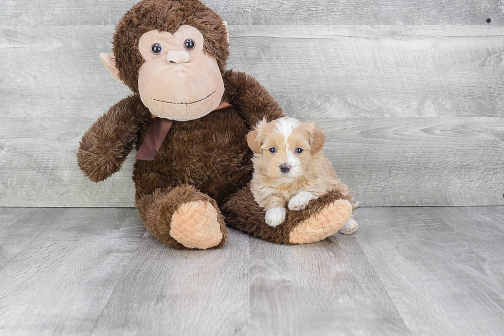 Smart Maltipoo Poodle Mix Pup