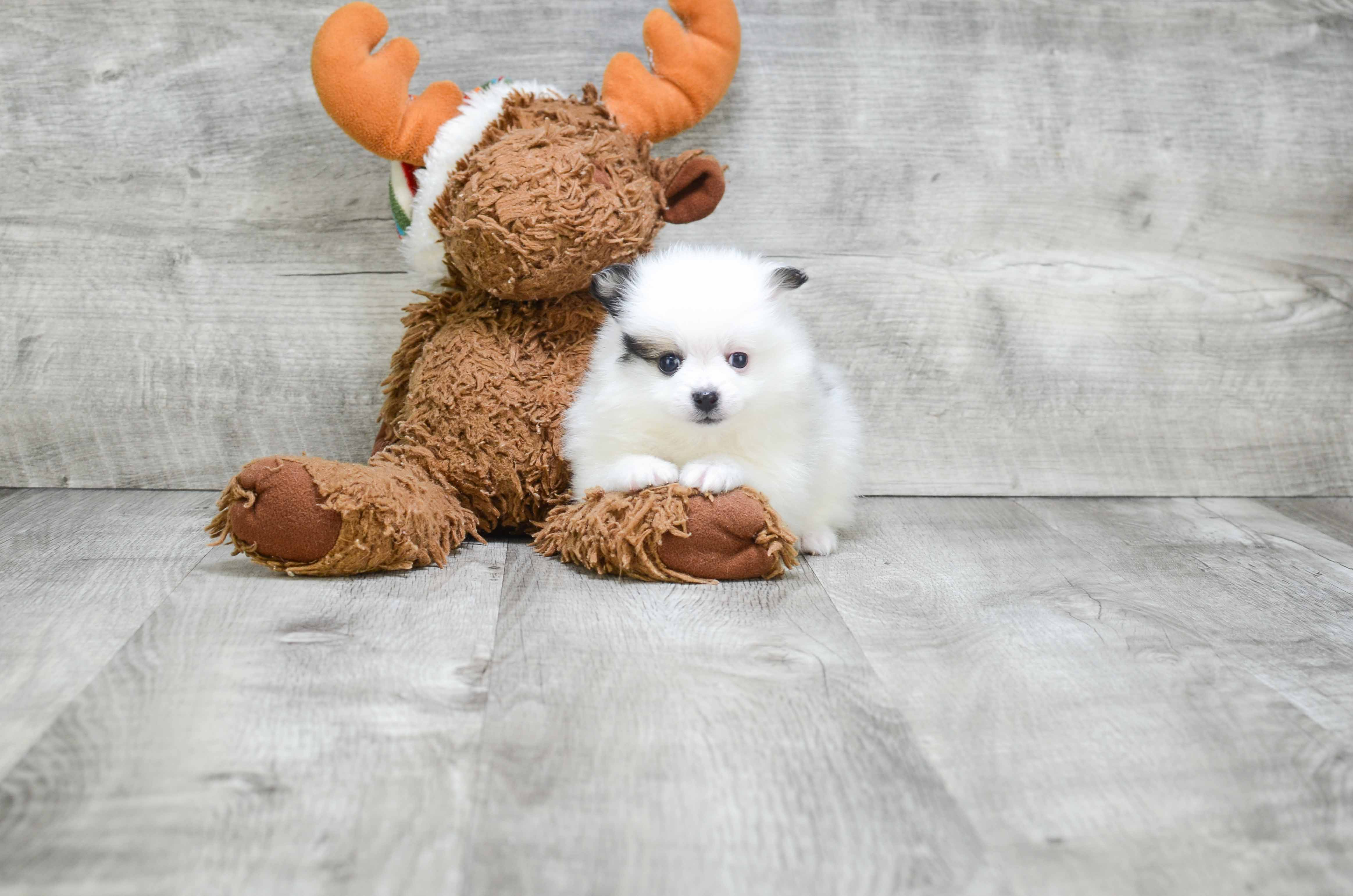 Funny Pomeranian Purebred Pup