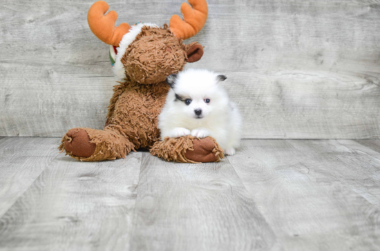 Funny Pomeranian Purebred Pup