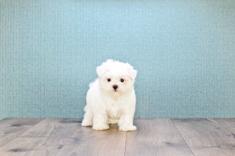 Maltese Pup Being Cute