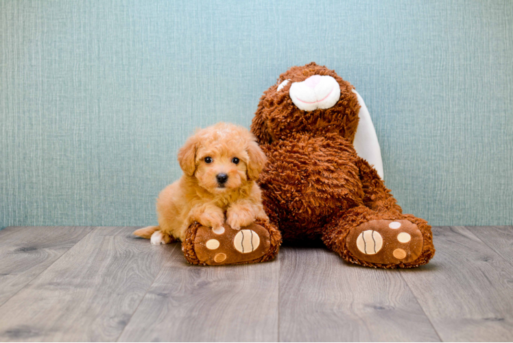 Popular Poodle Purebred Pup