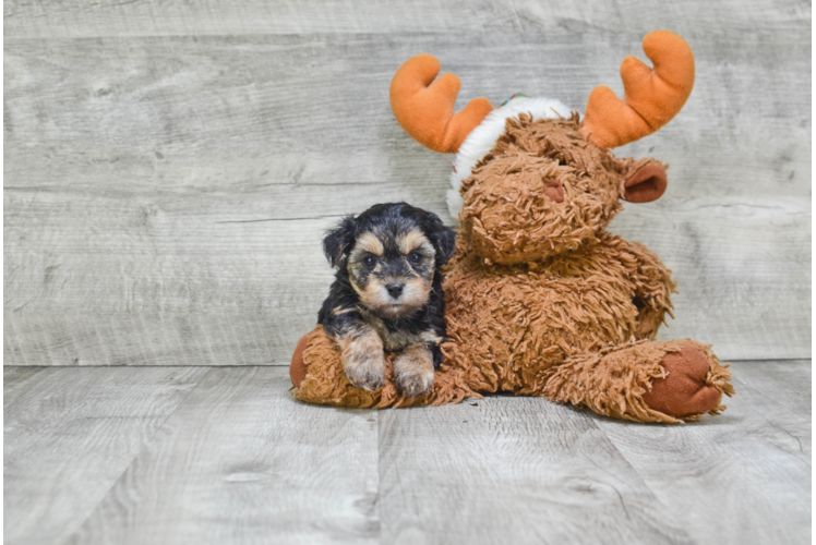 Morkie Puppy for Adoption