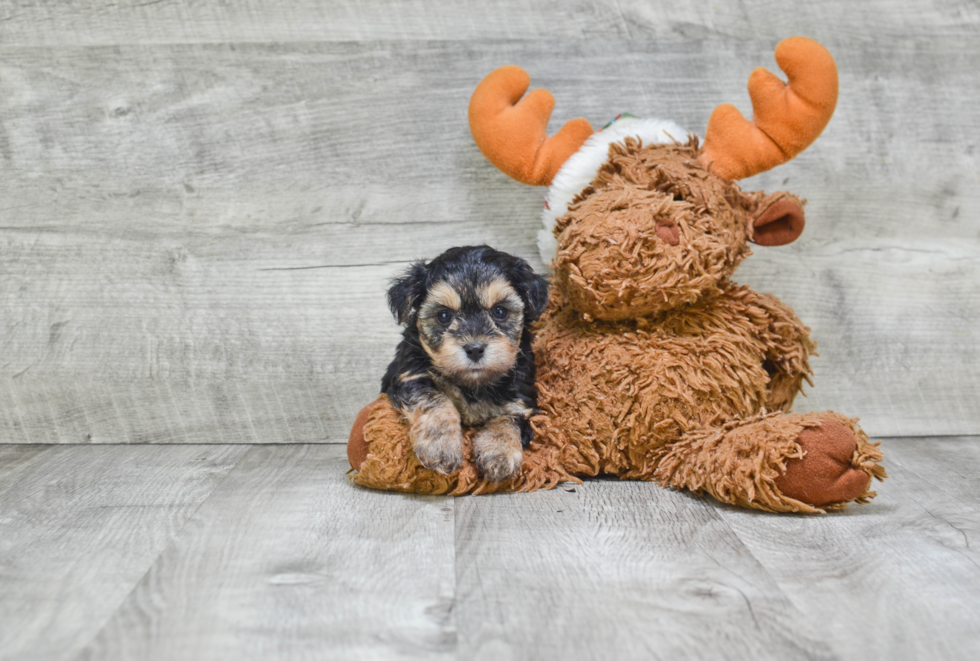 Morkie Puppy for Adoption