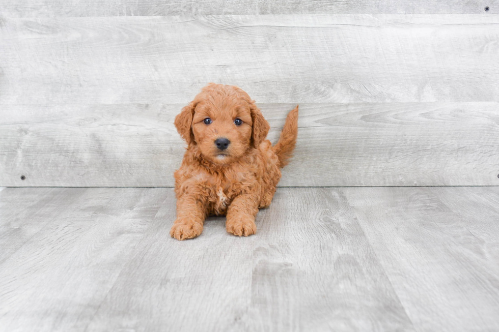 Best Mini Goldendoodle Baby