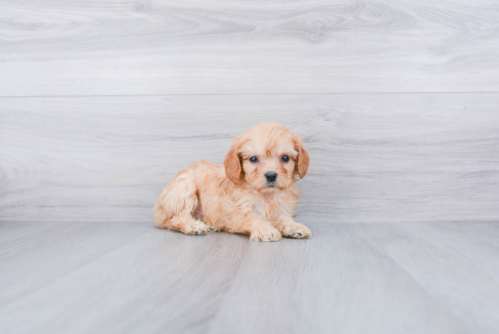 Cavachon Pup Being Cute