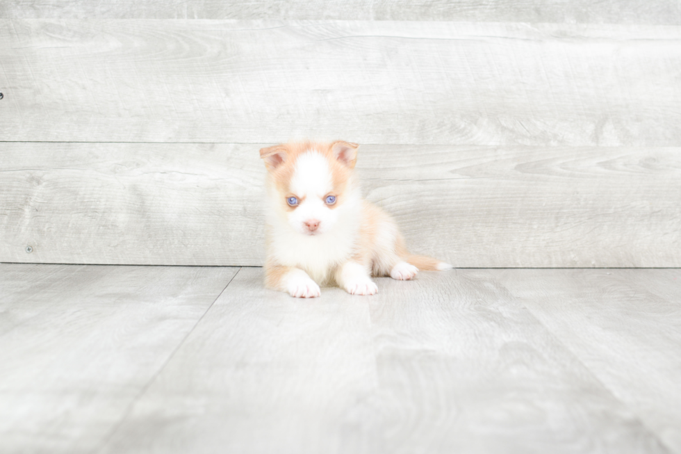 Pomsky Puppy for Adoption