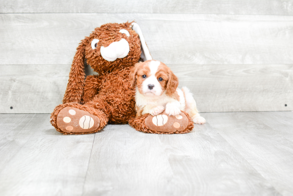 Happy Cavalier King Charles Spaniel Purebred Puppy