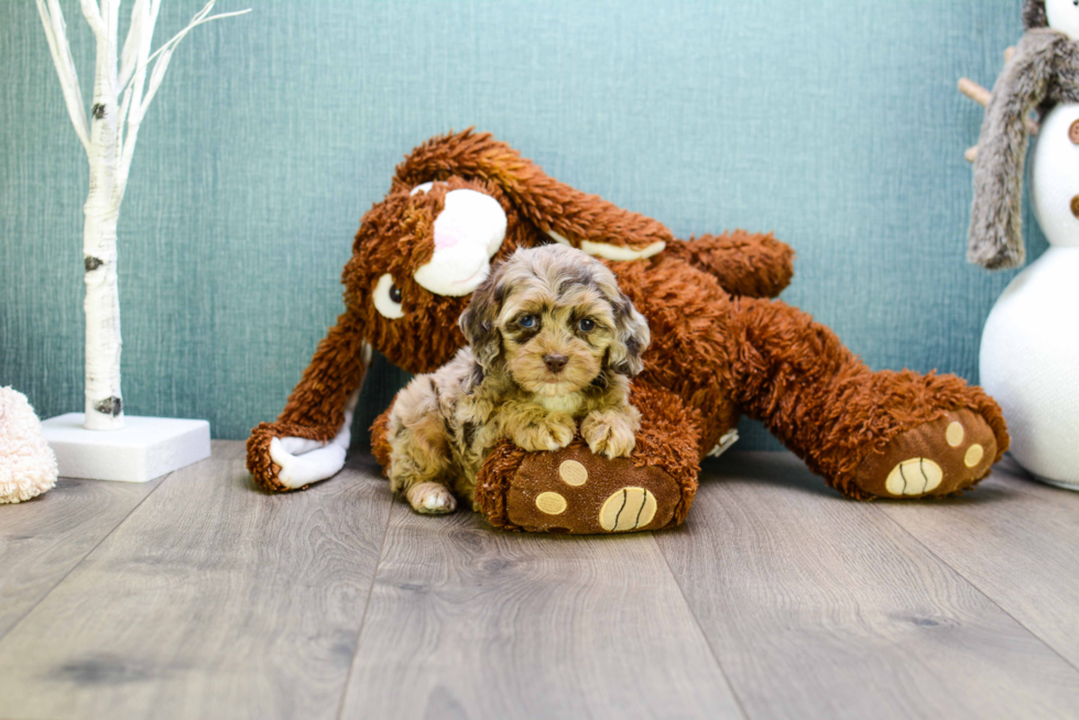 Cavapoo Pup Being Cute