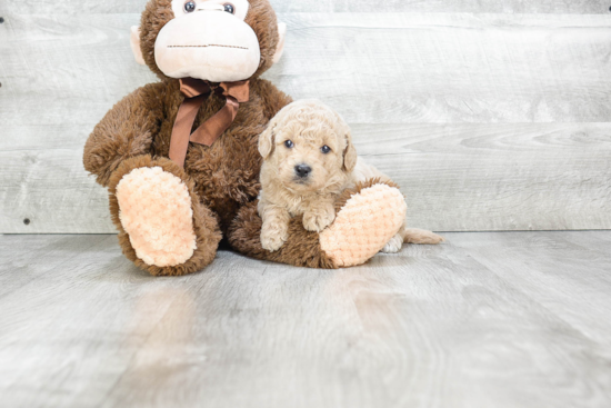 Funny Mini Goldendoodle Poodle Mix Pup